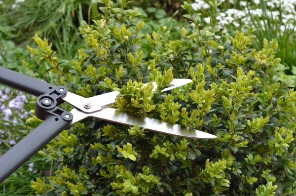Boxwood Trimming in Janesville