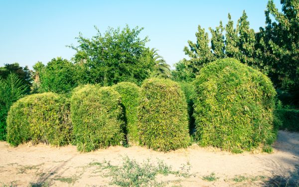 Bamboo Hedge Removal in Janesville