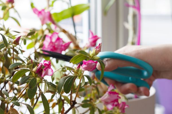 Azalea Pruning in Janesville