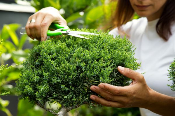 Juniper Shrub Pruning in Janesville