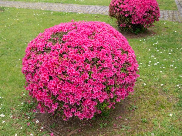 Rhododendron Pruning in Janesville