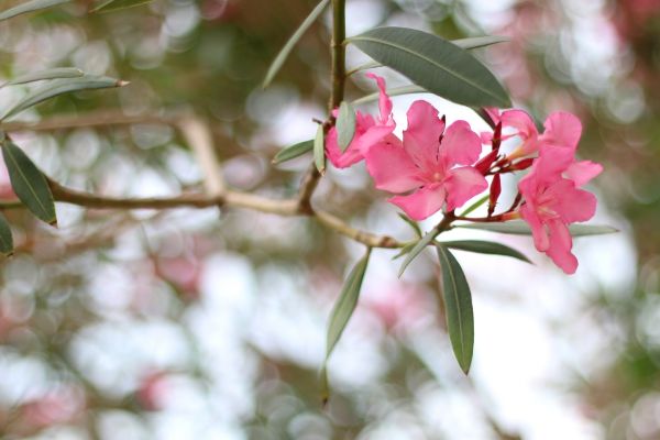 Oleander Removal in Janesville