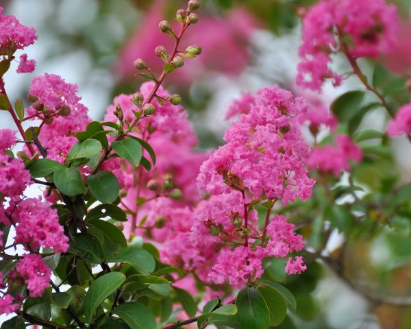 Crepe Myrtle Removal in Janesville