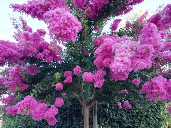 Crape Myrtle Pruning in Janesville
