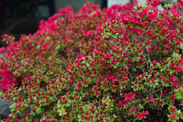 Weigela Removal Service in Janesville