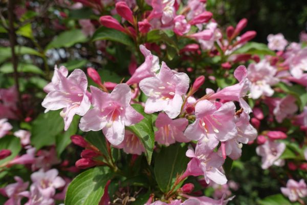 Weigela Pruning Service in Janesville