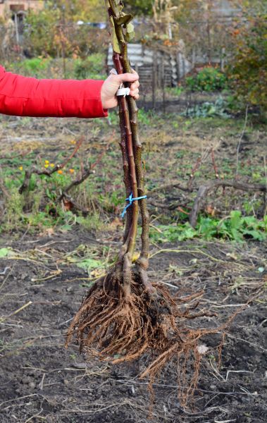 Shrub Root Removal in Janesville