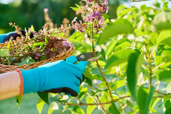 Lilac Trimming Service in Janesville