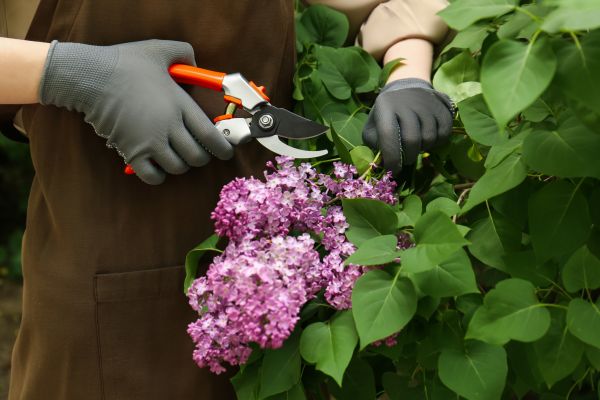 Lilac Pruning Service in Janesville
