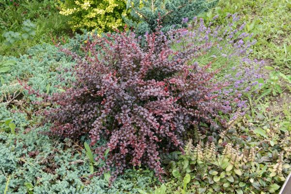 Japanese Barberry Removal in Janesville