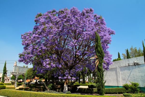 Jacaranda Pruning in Janesville
