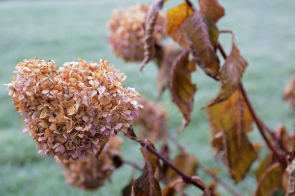 Hydrangea Removal in Janesville