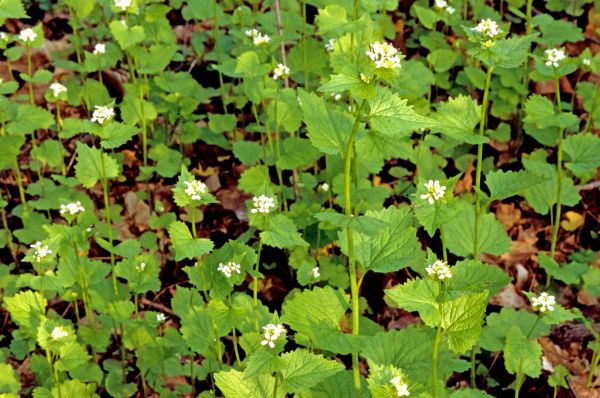 Garlic Mustard Removal in Janesville