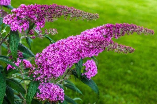 Butterfly Bush Removal in Janesville
