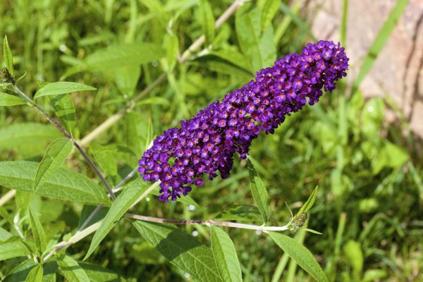 Butterfly Bush Pruning in Janesville