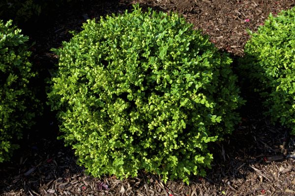 Boxwood Removal in Janesville