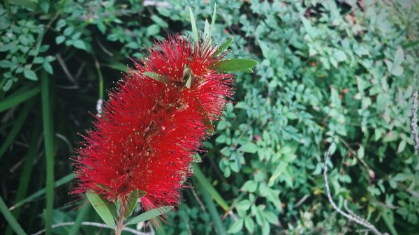 Bottlebrush Pruning in Janesville