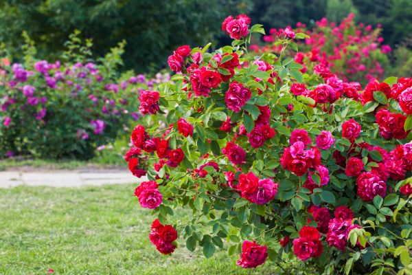 Shrub Trimming in Janesville