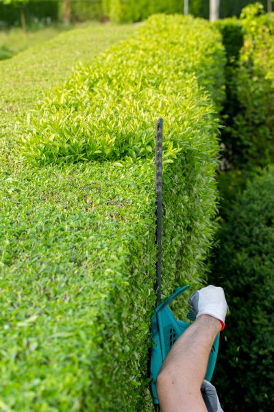 Hedge Trimming in Janesville